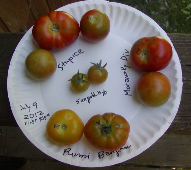 First ripe of 2012 photo early2012_1.jpg